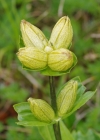 Einzelbild 8 Getüpfelter Enzian - Gentiana punctata