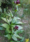 Einzelbild 5 Purpur-Enzian - Gentiana purpurea