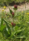 Einzelbild 6 Purpur-Enzian - Gentiana purpurea
