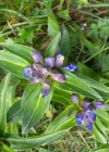 Einzelbild 6 Kreuzblättriger Enzian - Gentiana cruciata