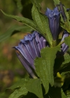 Einzelbild 5 Schwalbenwurz-Enzian - Gentiana asclepiadea