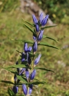 Einzelbild 8 Schwalbenwurz-Enzian - Gentiana asclepiadea