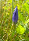 Einzelbild 6 Lungen-Enzian - Gentiana pneumonanthe