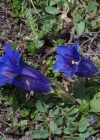 Einzelbild 5 Kalk-Glocken-Enzian - Gentiana clusii
