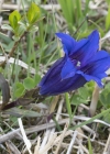 Einzelbild 6 Kalk-Glocken-Enzian - Gentiana clusii