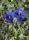 Einzelbild 7 Kalk-Glocken-Enzian - Gentiana clusii