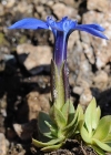 Einzelbild 7 Schleichers Enzian - Gentiana schleicheri