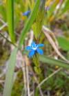 Einzelbild 6 Schnee-Enzian - Gentiana nivalis