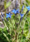 Einzelbild 8 Schnee-Enzian - Gentiana nivalis