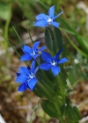 Einzelbild 6 Aufgeblasener Enzian - Gentiana utriculosa