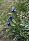 Einzelbild 7 Aufgeblasener Enzian - Gentiana utriculosa