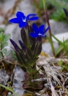 Einzelbild 8 Aufgeblasener Enzian - Gentiana utriculosa