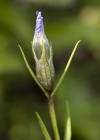 Einzelbild 5 Gefranster Enzian - Gentiana ciliata