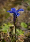 Einzelbild 7 Gefranster Enzian - Gentiana ciliata
