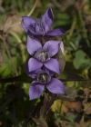 Einzelbild 4 Feld-Enzian - Gentiana campestris