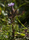 Einzelbild 5 Feld-Enzian - Gentiana campestris