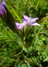 Einzelbild 6 Feld-Enzian - Gentiana campestris
