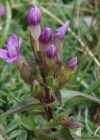 Einzelbild 7 Feld-Enzian - Gentiana campestris