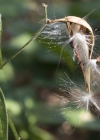 Einzelbild 5 Schwalbenwurz - Vincetoxicum hirundinaria