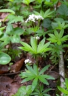 Einzelbild 6 Echter Waldmeister - Galium odoratum