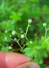 Einzelbild 7 Echter Waldmeister - Galium odoratum