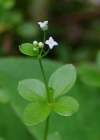 Einzelbild 5 Rundblättriges Labkraut - Galium rotundifolium