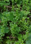 Einzelbild 6 Rundblättriges Labkraut - Galium rotundifolium
