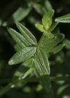 Einzelbild 8 Nordisches Labkraut - Galium boreale