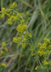 Einzelbild 5 Echtes Labkraut - Galium verum