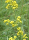 Einzelbild 6 Echtes Labkraut - Galium verum