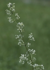 Einzelbild 6 Wiesen-Labkraut - Galium mollugo aggr.