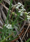 Einzelbild 7 Alpen-Labkraut - Galium anisophyllon