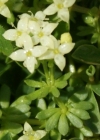 Einzelbild 8 Schweizer Labkraut - Galium megalospermum