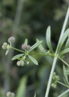 Einzelbild 5 Kletten-Labkraut - Galium aparine