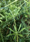 Einzelbild 6 Kletten-Labkraut - Galium aparine