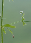 Einzelbild 8 Kletten-Labkraut - Galium aparine