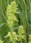 Einzelbild 4 Behaartes Kreuzlabkraut - Cruciata laevipes