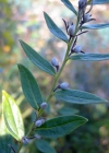 Einzelbild 6 Echter Steinsame - Lithospermum officinale