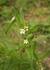 Einzelbild 8 Echter Steinsame - Lithospermum officinale