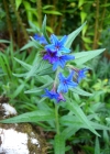 Einzelbild 5 Blauer Steinsame - Buglossoides purpurocaerulea
