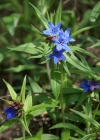Einzelbild 7 Blauer Steinsame - Buglossoides purpurocaerulea