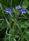 Einzelbild 8 Blauer Steinsame - Buglossoides purpurocaerulea