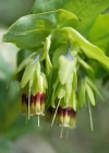 Einzelbild 6 Alpen-Wachsblume - Cerinthe glabra
