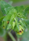 Einzelbild 8 Alpen-Wachsblume - Cerinthe glabra