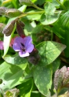 Einzelbild 6 Gewöhnliches Lungenkraut - Pulmonaria officinalis