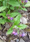 Einzelbild 7 Gewöhnliches Lungenkraut - Pulmonaria officinalis