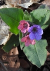 Einzelbild 7 Dunkelgrünes Lungenkraut - Pulmonaria obscura