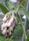 Einzelbild 7 Echte Wallwurz - Symphytum officinale