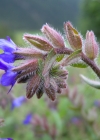 Einzelbild 6 Echte Ochsenzunge - Anchusa officinalis