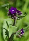 Einzelbild 8 Echte Ochsenzunge - Anchusa officinalis